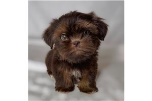 Othello - puppy for sale