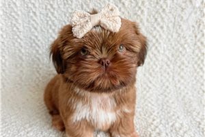 Hailey - puppy for sale