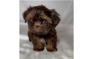 Othello - Shih Tzu for sale
