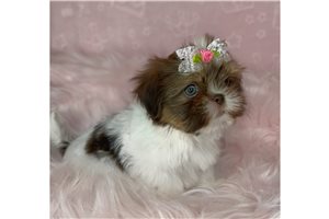 Odessa - Shih Tzu for sale