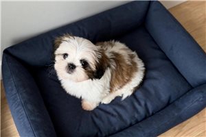 Cabo - Shih Tzu for sale