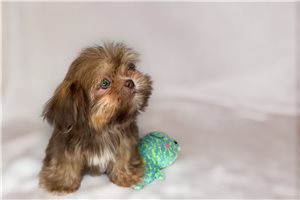 Silas - Shih Tzu for sale