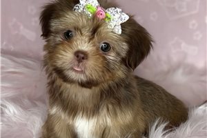 Ammie - puppy for sale