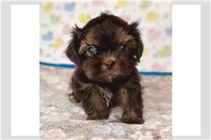 Othello - Shih Tzu for sale