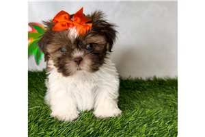Odessa - Shih Tzu for sale