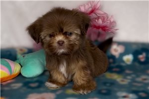 Silas - Shih Tzu for sale
