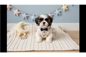 Cadet - puppy for sale