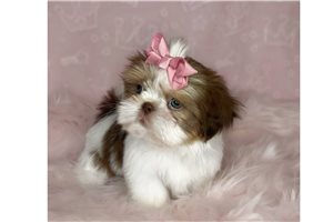 Opal - Shih Tzu for sale