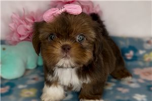 Olivia - Shih Tzu for sale