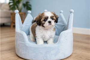 Cadence - puppy for sale