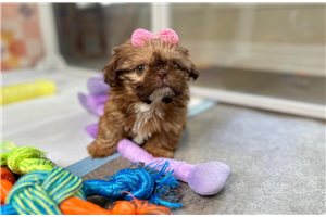 Hope - Shih Tzu for sale