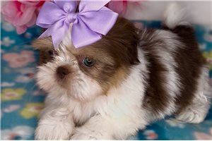 Opal - Shih Tzu for sale