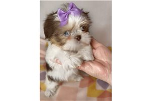 Opal - Shih Tzu for sale