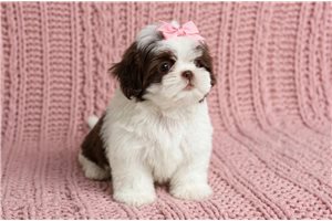 Holly - Shih Tzu for sale