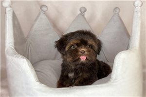 Othello - Shih Tzu for sale