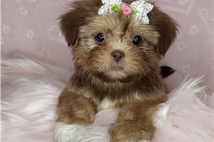 Ammie - Shih Tzu for sale