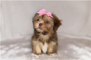Ammie - Shih Tzu for sale