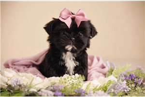Ohana - Shih Tzu for sale