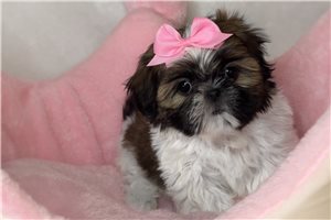 Alexa - Shih Tzu for sale