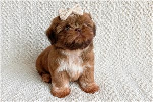 Hailey - Shih Tzu for sale