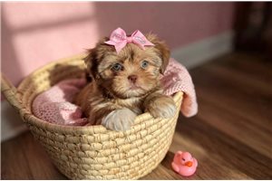 Ammie - Shih Tzu for sale