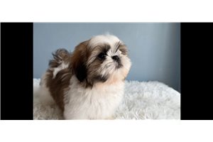 Cadence - Shih Tzu for sale