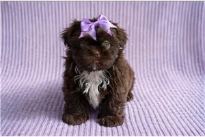 Holiday - puppy for sale