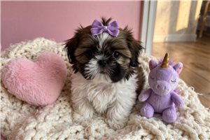 Alexa - Shih Tzu for sale
