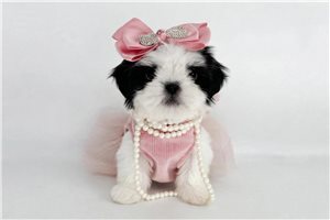 Adelia - Shih Tzu for sale