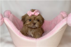 Tiki - puppy for sale