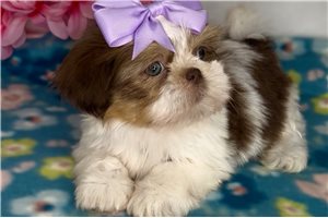 Opal - puppy for sale