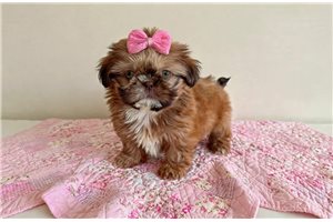 Hope - Shih Tzu for sale