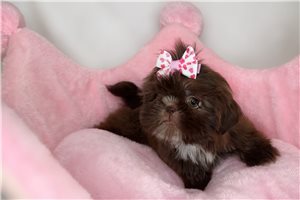 Tila - Shih Tzu for sale
