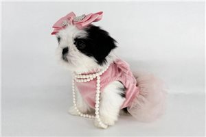 Adelia - Shih Tzu for sale