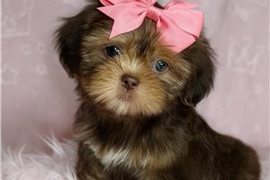 Mazel - Shih Tzu for sale