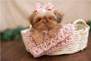 Hailey - Shih Tzu for sale