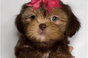 Mazel - Shih Tzu for sale