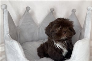 Timmy - puppy for sale