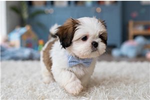 Cabo - Shih Tzu for sale