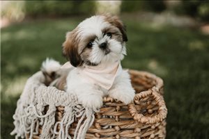 Cadence - Shih Tzu for sale