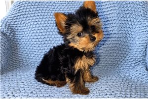 Fiora - Yorkshire Terrier - Yorkie for sale