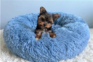 Gabriel - Yorkshire Terrier - Yorkie for sale