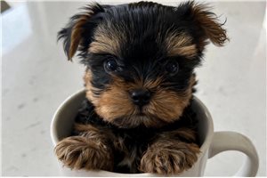 Fiora - Yorkshire Terrier - Yorkie for sale