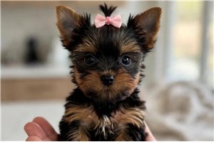Florence - puppy for sale