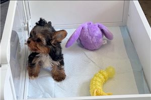 Gabriel - Yorkshire Terrier - Yorkie for sale