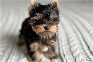 Fiora - Yorkshire Terrier - Yorkie for sale