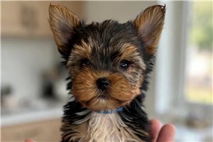 Gabriel - puppy for sale
