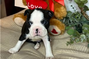 Sonny - Boston Terrier for sale