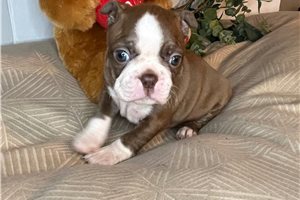 Sadie - Boston Terrier for sale