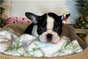Shyla - Boston Terrier for sale
